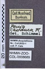 Etiketten zu Penia castanea (NHMW-ZOO-COL-0008689)